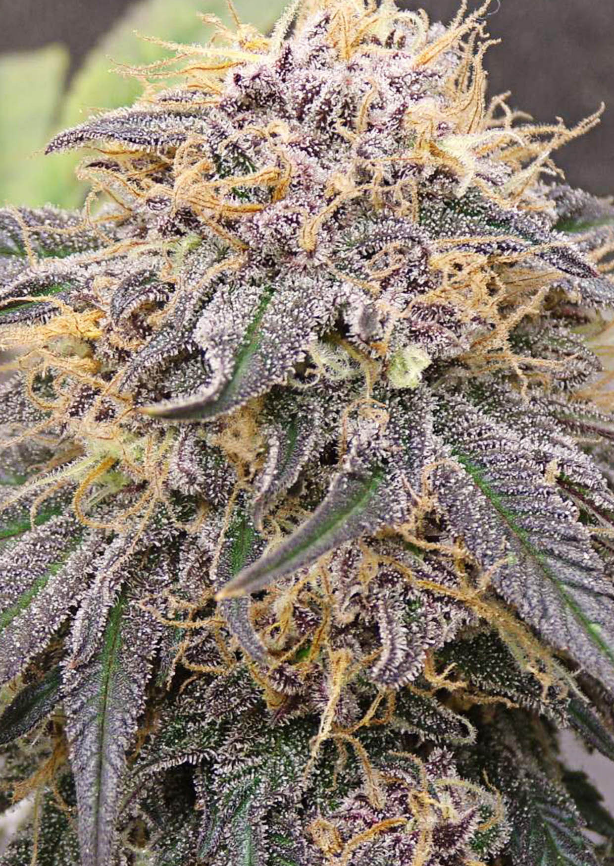 Jolly Rancher Strain Burning Bush Nurseries